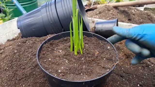 ПОСАДКА КАЛЛ НА ПОСТОЯННОЕ МЕСТО//КАК КАЛЛЫ НАРОСТИЛИ КОРНИ!