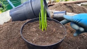 ПОСАДКА КАЛЛ НА ПОСТОЯННОЕ МЕСТО//КАК КАЛЛЫ НАРОСТИЛИ КОРНИ!