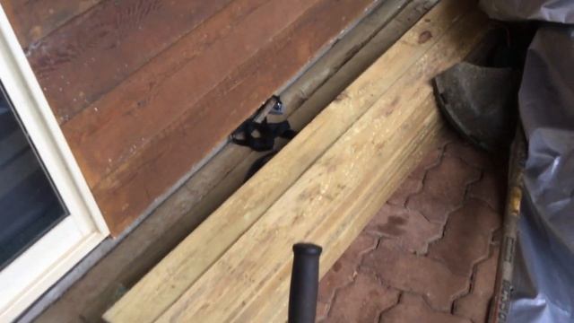 Stihl brush cutter FS 111 new. смотреть онлайн