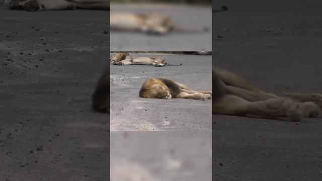 Fakta Singa ? #lion #animals #shorts смотреть онлайн