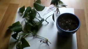 Пересадка Филодендрона. Какая почва и горшок нужны филодендрону.