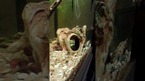 Нерест Анциструсов в общем аквариуме