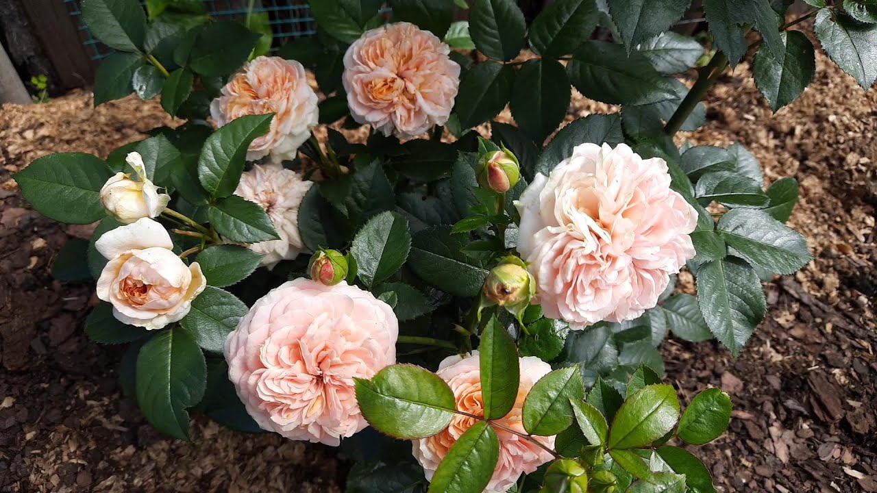 Фонтанов цветов не дождаться! Радуемся первому цветочку!)))