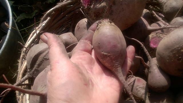 Як зберігаю столовий буряк // Копка столового буряка //