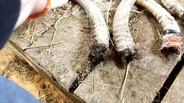 Как обезрожить коз резинками?//Зачем это делать?//Последствия обезроживания коз. смотреть онлайн