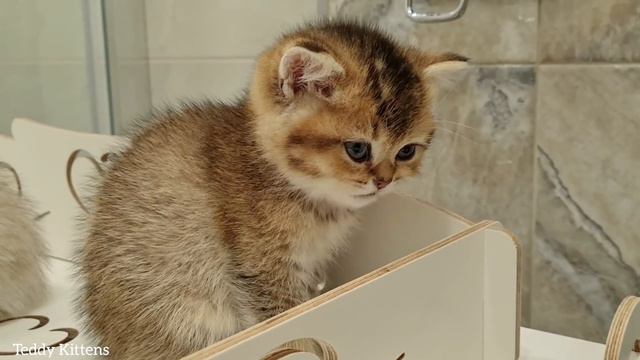 What a delicious meat! 🤤| Cute kittens смотреть онлайн