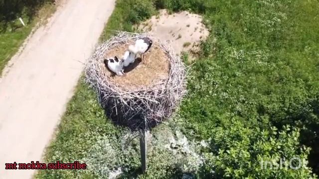 snake & crocodile wild world animal। crocodile, snake, dogs, cat video смотреть онлайн