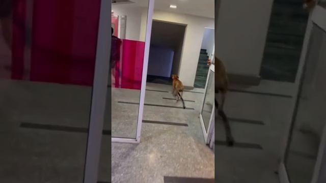 хаахахвхвхахвххахвха смотреть онлайн