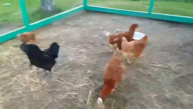 ЗАВОДИМ ПЕТУХА смотреть онлайн