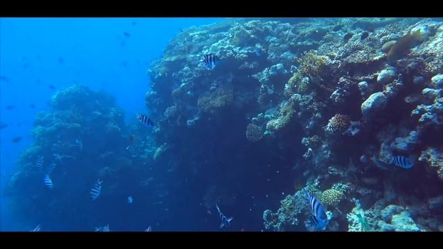 Шарм Эль Шейх 2020. Где все люди? В шоке от моря и местных! Экскурсия в Рас-Мохаммед. Египет 2020 смотреть онлайн