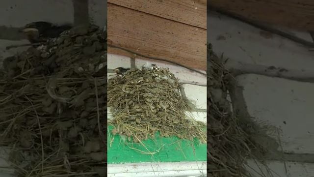 Деревенская ласточка. Гнездо над окном смотреть онлайн