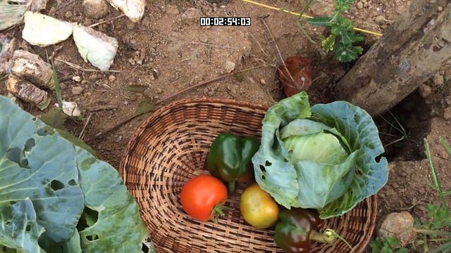 I HARVEST my BREAKFAST in 5 MINUTES | Simple Living in Nature | Dominica смотреть онлайн