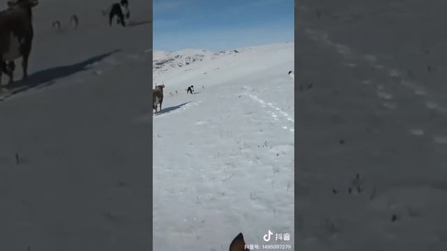 Волки против собак, 2 тобет қазақ ит против волков. смотреть онлайн