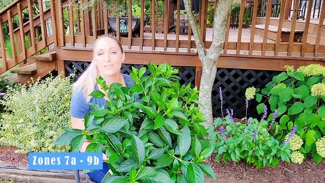 New Type Of Hydrangea | Fairytrail Bride® Cascade Hydrangea | Hybrid Proven Winners