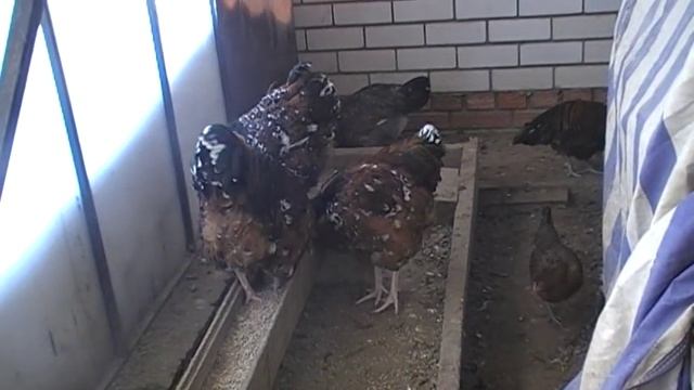 Зимнее содержание кур в теплице.Ещё один мобильный вариант. смотреть онлайн