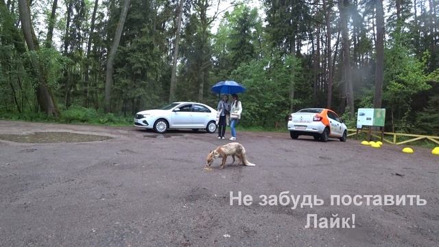 ЛИСА на КУРШСКОЙ КОСЕ, не боится людей. Калининградская область. смотреть онлайн