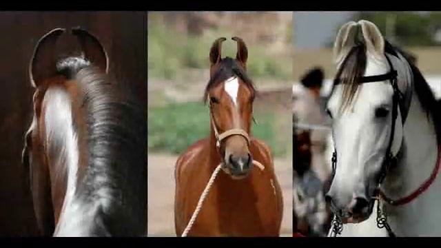 Самые красивые лошади мира!!!5 ПОРОД смотреть онлайн