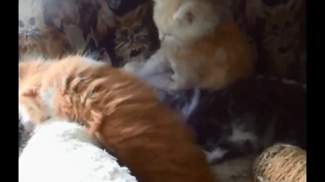 Мейн кун сюжеты из жизни смотреть онлайн