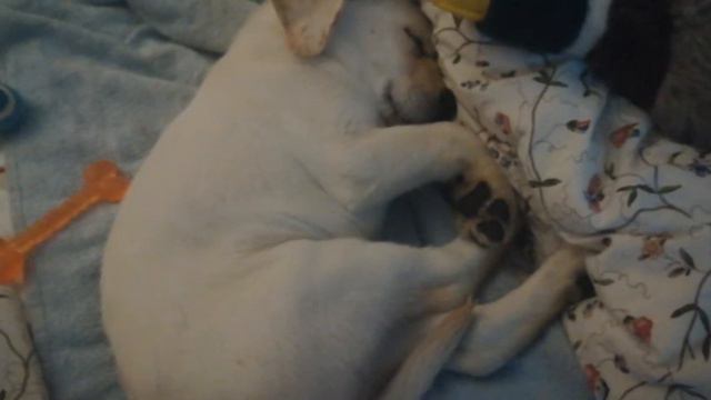 Вот так спит WHITEY после тяжёлого дня🌛. Labrador WHITEY sover 🌛🌜 смотреть онлайн