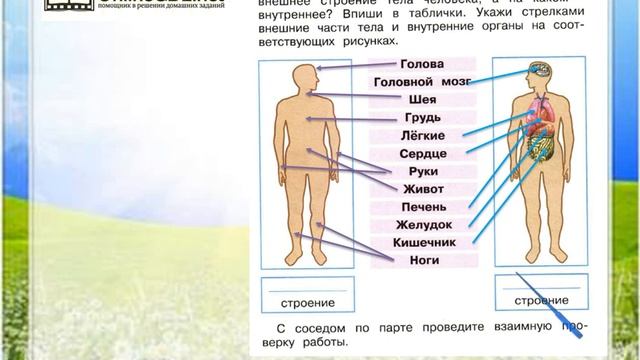 Задание 1 Строение тела человека - Окружающий мир 2 класс (Плешаков А.А.) 2 часть смотреть онлайн
