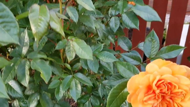 603. Заходите в гости. Загляните  в мой сад.