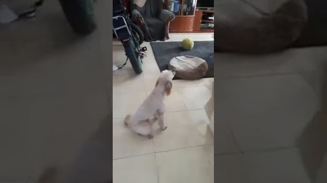 An amazing ambulance siren barking of my cute and smart dog LIM смотреть онлайн
