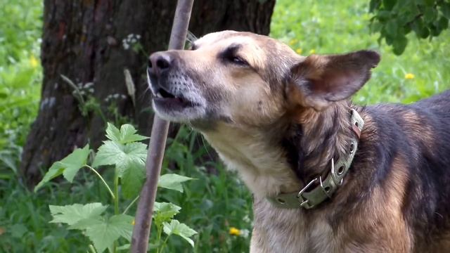 Так наш собака реагує на сигнал мотоцикла))) смотреть онлайн