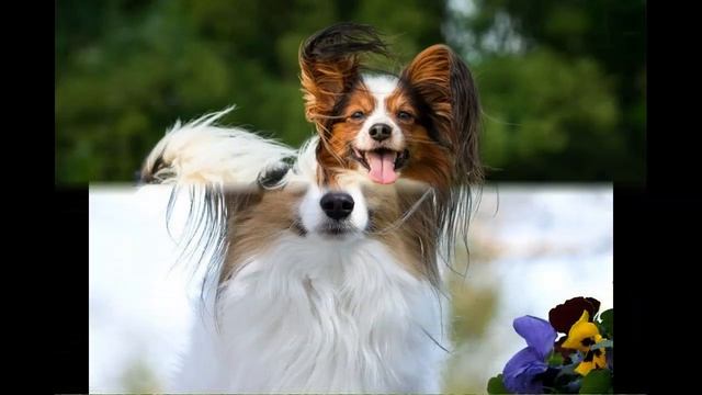 КОМНАТНО - ДЕКОРАТИВНЫЕ СОБАКИ/little dog/ Идеально для квартиры/ ЗНАКОМСТВО смотреть онлайн