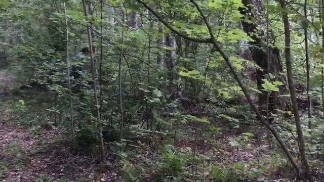 Бугай Алабай Хан Хайдар. Спортивное ориентирование смотреть онлайн