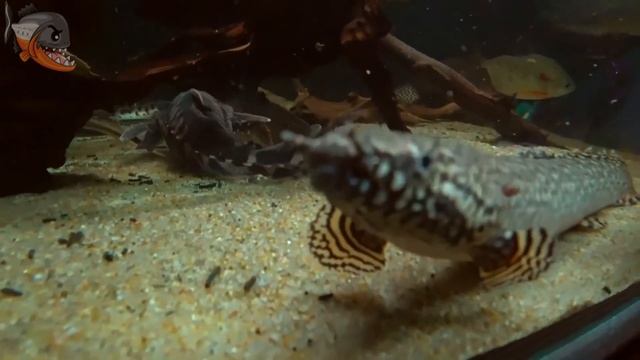 Мраморный бишир или полиптерус орнатипинис (Polypterus ornatipinnis) описание, содержание и уход смотреть онлайн