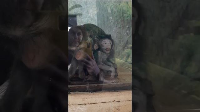 Новорожденный макак в зоопарке Садгород смотреть онлайн