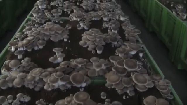 Вешенка королевская | грибы вешенка выращивание смотреть онлайн