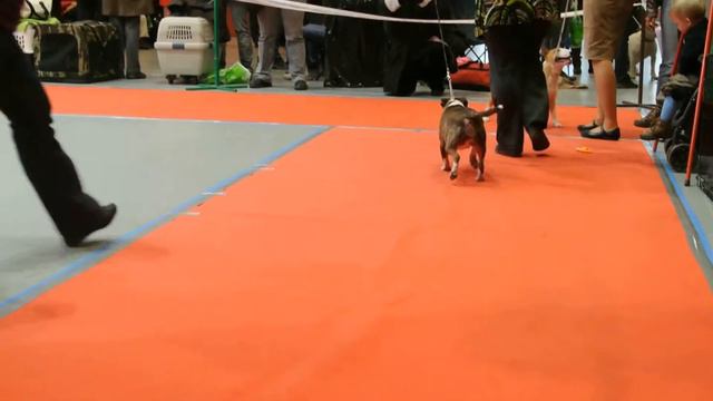 Стронг Стайл Меджик Роуз Тигресс смотреть онлайн