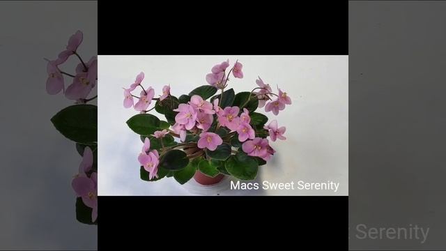 Mac’s Certainly Cerulean,Mac's Momentary Meltdown,Mac's Sweet Serenity,Mac’s Toreador Trophy,Oksana
