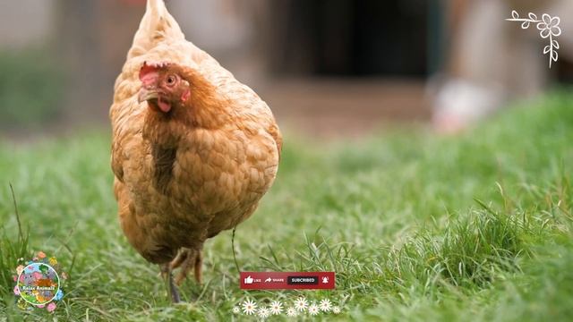 Familiar Animal Sounds In Peaceful: Bison, Horse, Wolf, Wildebeest & Hyena - Animals Video смотреть онлайн