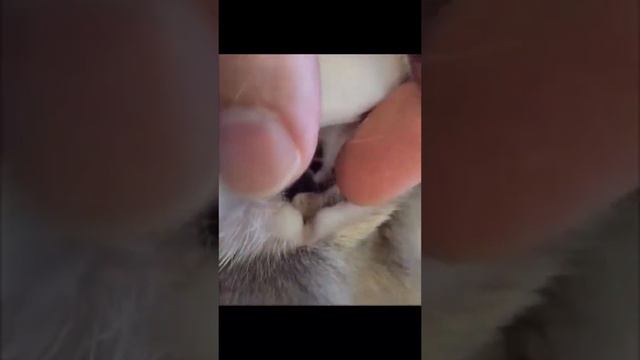 Самые удивительные факты