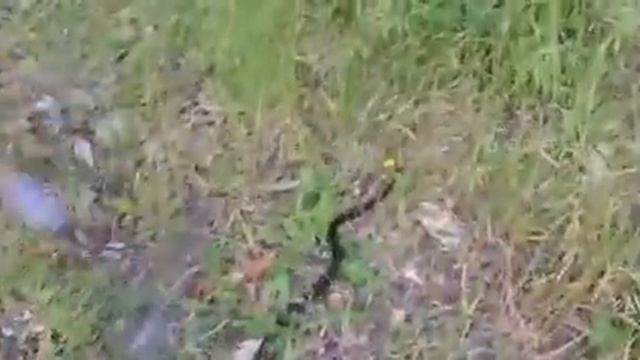 Cattura e liberazione Biacco (Hierophis viridiflavus) in forma nera !! смотреть онлайн