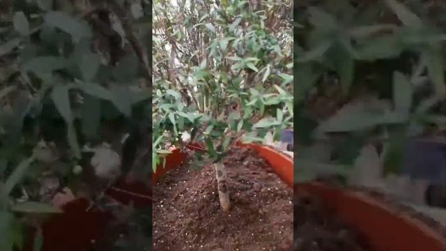 Пересадка мирта ускоряет рост. смотреть онлайн