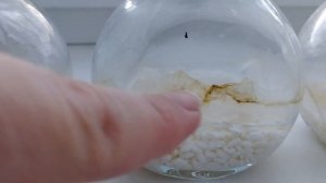 Эксперимент с рисом и водой. Сила слова