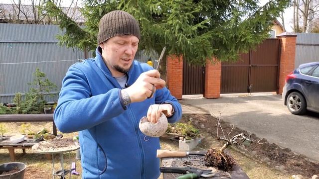 Смородина альпийская в бонсай смотреть онлайн