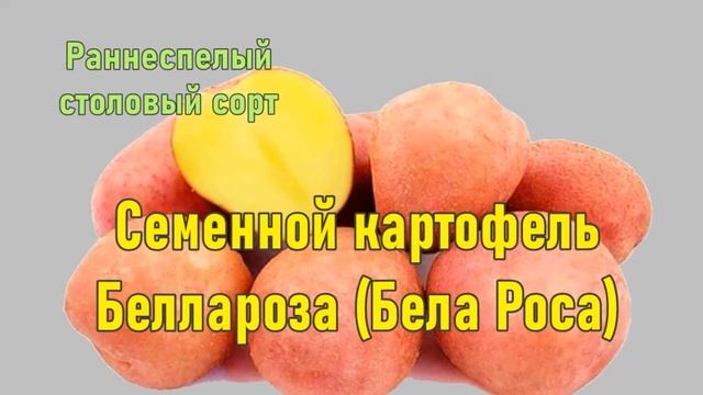 Семенной Картофель Беллароза смотреть онлайн