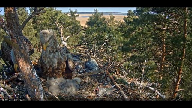 Птенцы Белохвостого орла 27/04/2016 г. смотреть онлайн