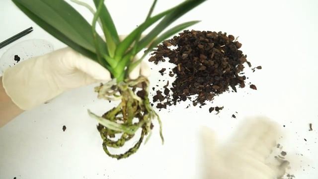 Пересадка ОРХИДЕИ phal.'CADIZ' (фаленопсис Антура "Кадис"). смотреть онлайн