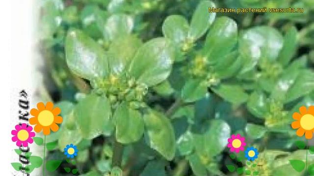 Строительные Журналы