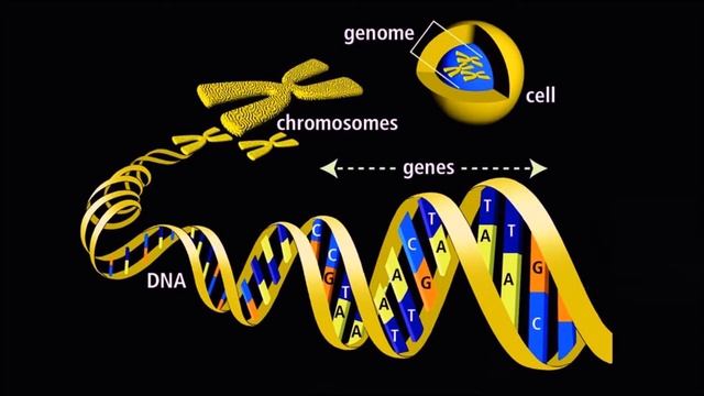 Ген (от греч. genos - род, происхождение). Рассказывают Михаил Гельфанд и Денис Ребриков. 03.10.201 смотреть онлайн