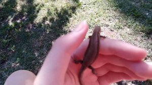 Как определить ПОЛ и ВИД у ящериц?