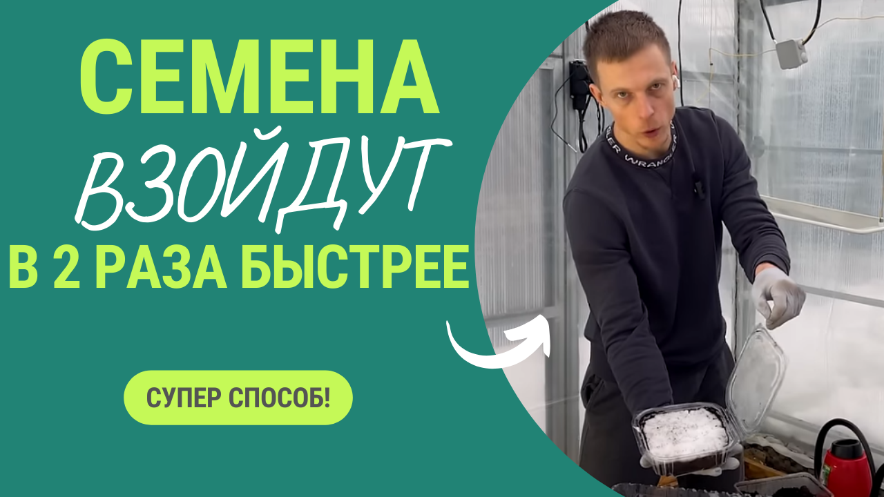 Семена всходят дружно и в 2 раза быстрее! Мало того, растения не болеют и крепкие. Супер способ! смотреть онлайн