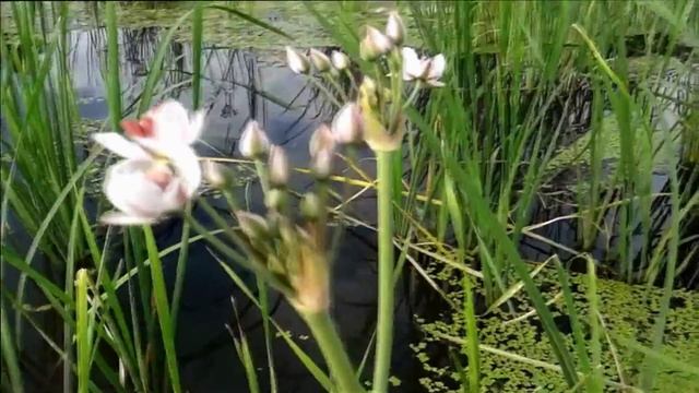 Камыш цветет | Видеомонтаж, создание слайд шоу из фото и видео смотреть онлайн