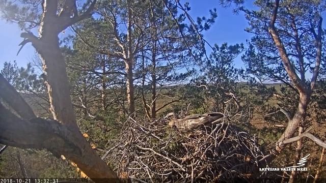 Virsis turpina piegādāt uz ligzdu zarus. 2018.10.21 смотреть онлайн