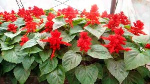 Какие #цветы нужно сеять в феврале.